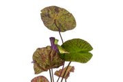 Nymphaea Tiger Lotus Aquatic Plant - Buce Plant