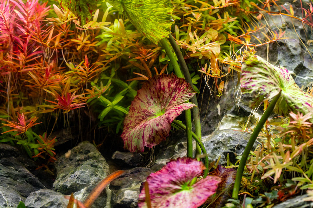 red tiger lily aquarium Nymphaea Zenkeri Tiger Lotus — Buce Plant