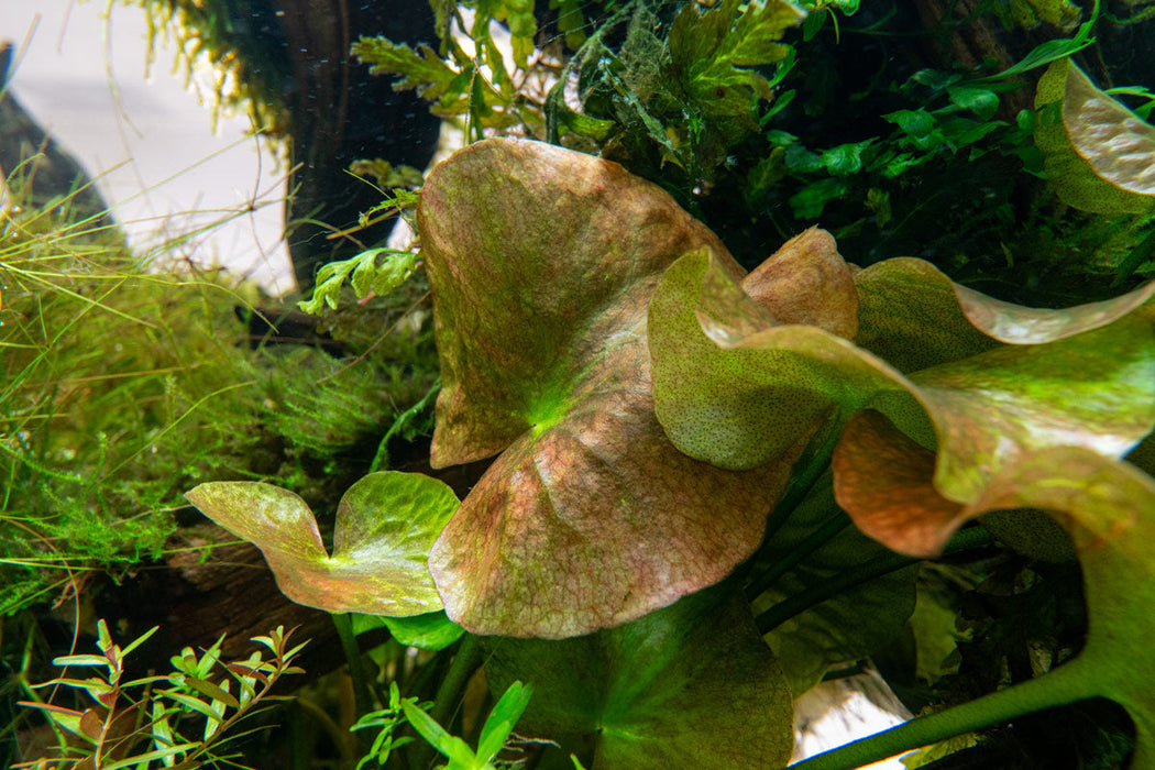 Nymphoides Aquatica / Banana Plant