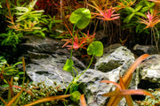 Nymphoides Aquatica / Banana Plant Aquatic Plant - Buce Plant