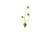Nymphoides Aquatica / Banana Plant Aquatic Plant - Buce Plant