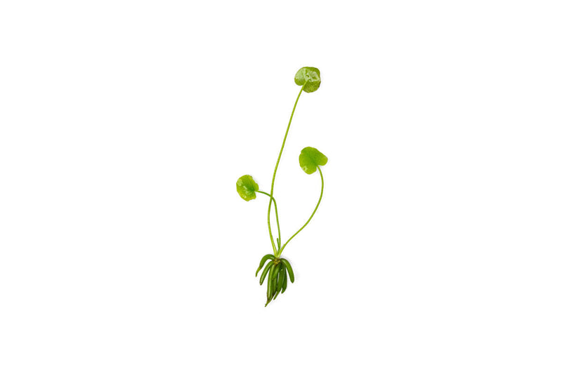 Nymphoides Aquatica / Banana Plant Aquatic Plant - Buce Plant