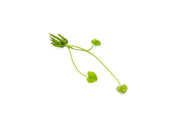 Nymphoides Aquatica / Banana Plant Aquatic Plant - Buce Plant
