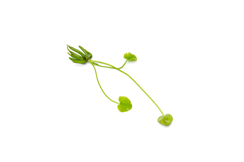 Nymphoides Aquatica / Banana Plant Aquatic Plant - Buce Plant