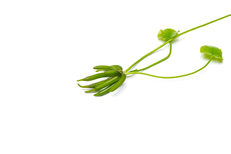 Nymphoides Aquatica / Banana Plant Aquatic Plant - Buce Plant