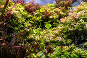 Nymphoides Aquatica / Banana Plant Aquatic Plant - Buce Plant