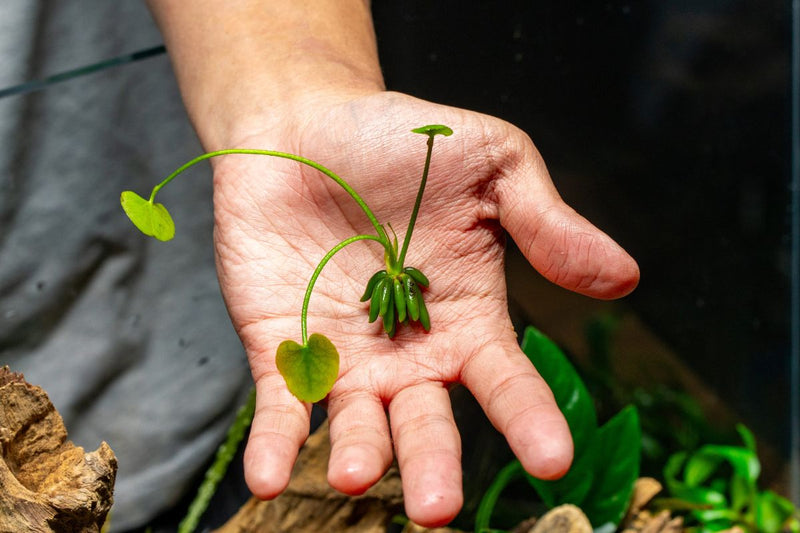 Nymphoides Aquatica / Banana Plant Aquatic Plant - Buce Plant