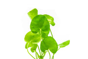 Healthy Nymphoides Hydrophylla Taiwan aquatic plant by CPA with lush green floating leaves and delicate yellow flowers.