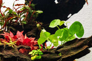Healthy Nymphoides Hydrophylla Taiwan aquatic plant from CPA with lush green leaves, ideal for freshwater aquariums.