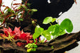 Healthy Nymphoides Hydrophylla Taiwan aquatic plant from CPA with broad green leaves floating on water surface.