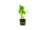 Healthy Nymphoides Hydrophylla Taiwan aquatic plant from CPA with lush green leaves floating on water surface.