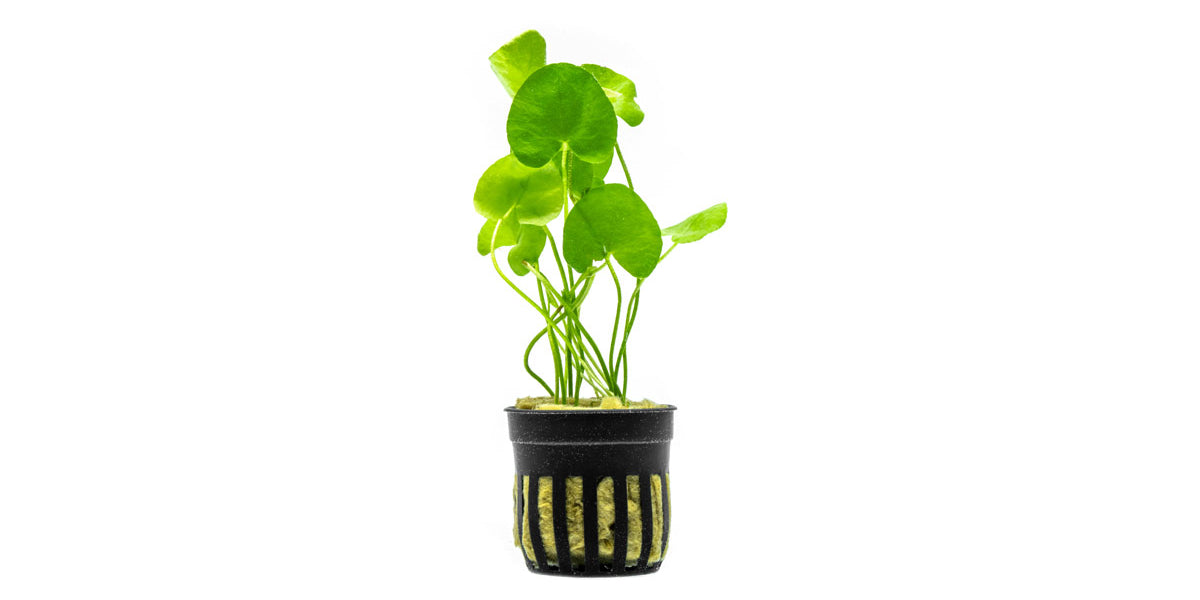 Nymphoides Hydrophylla Taiwan | Buce Plant
