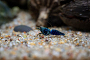Fresh Ocean Blue Shrimp from JA, showcasing vibrant blue-colored seafood with curled tails and shiny shells on a white background.