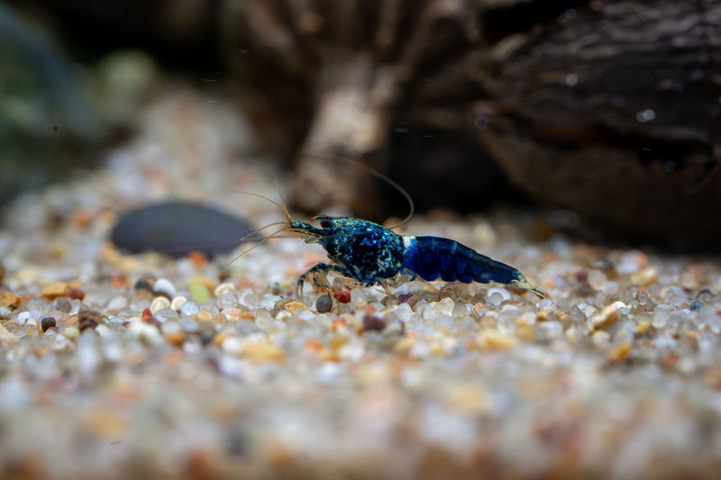 Fresh Ocean Blue Shrimp from JA, showcasing vibrant blue-colored seafood with curled tails and shiny shells on a white background.