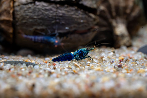 Ocean Blue Shrimp Shrimp