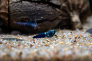 Fresh Ocean Blue Shrimp from JA, showcasing plump, vibrant blue shrimp with shells intact on ice.