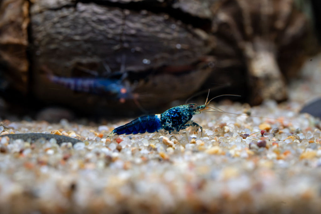 Ocean Blue Shrimp Shrimp