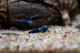 Ocean Blue Shrimp