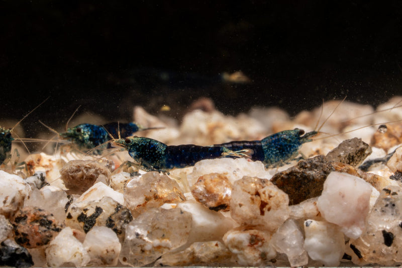 Fresh Ocean Blue Shrimp from JA, showing vibrant blue-pink shrimp with shells and tails on a white background.