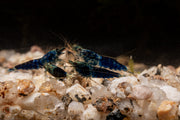 Fresh Ocean Blue Shrimp from JA, showcasing vibrant blue-colored shell and firm texture, ideal for seafood dishes.