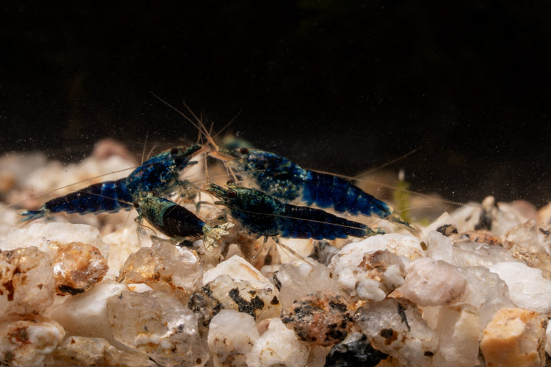 Fresh Ocean Blue Shrimp from JA, showcasing vibrant blue-colored shell and firm texture, ideal for seafood dishes.