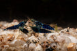 Ocean Blue Shrimp