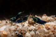 Fresh Ocean Blue Shrimp from JA, showcasing vibrant blue color and fresh, raw shrimp with shells intact.