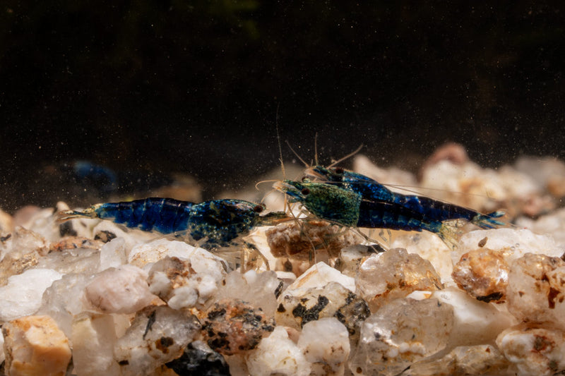 Fresh ocean blue shrimp from JA, showcasing vibrant blue color and natural shell texture on ice.