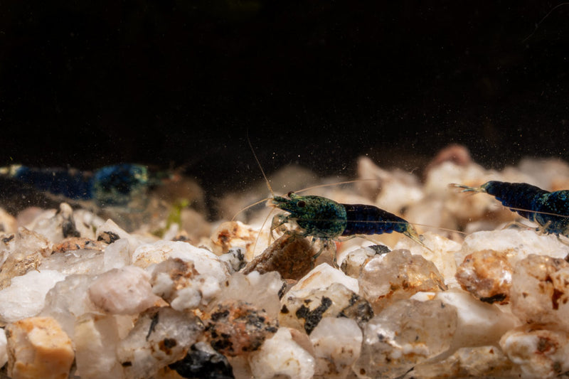 Fresh ocean blue shrimp from JA, showcasing vibrant, raw seafood with a natural blue hue and textured shell.