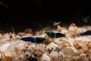 Fresh Ocean Blue Shrimp from JA, showcasing plump, vibrant blue shrimp with shells intact on a clean surface.