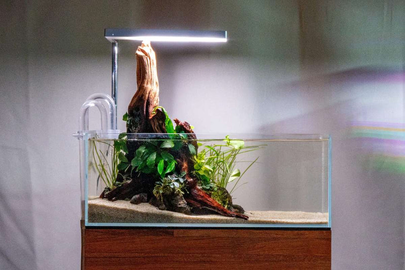 ONF Flat Nano LED Light Lighting - Buce Plant