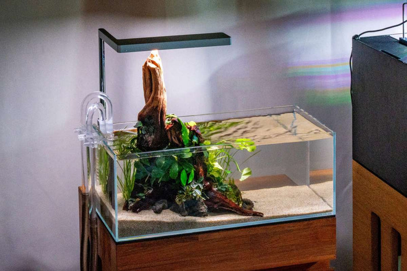 UNS 45L - 3.4 Gallon Ultra Clear Rimless Aquarium Rimless Tanks - Buce Plant