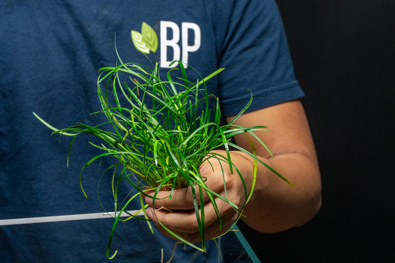 Ophiopogon Japonicus Green terrarium plant by ACW, vibrant green grass-like foliage in a small decorative container.