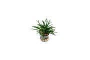 Small Ophiopogon Pusillus terrarium plant from CPA, showing lush green grass-like foliage in a glass terrarium setting.