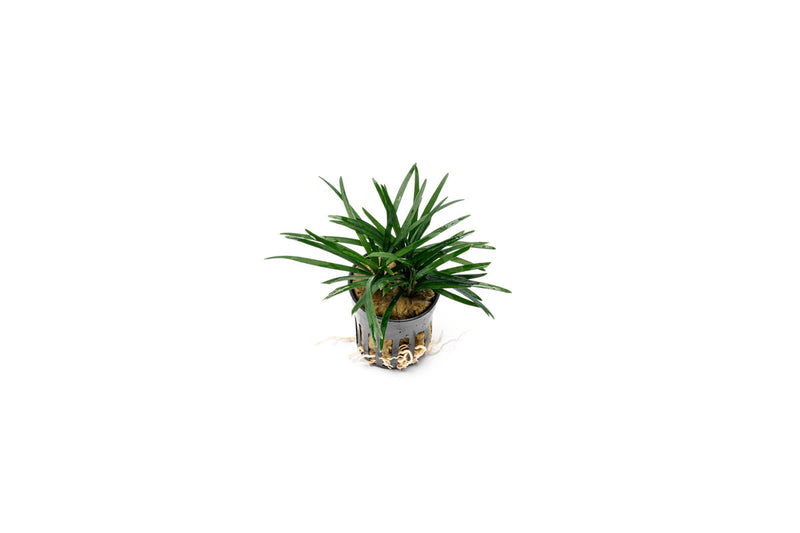 Small Ophiopogon Pusillus terrarium plant from CPA, showing lush green grass-like foliage in a glass terrarium setting.
