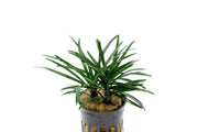 Healthy Ophiopogon Pusillus terrarium plant by CPA, showing dense green grass-like foliage perfect for indoor terrariums.