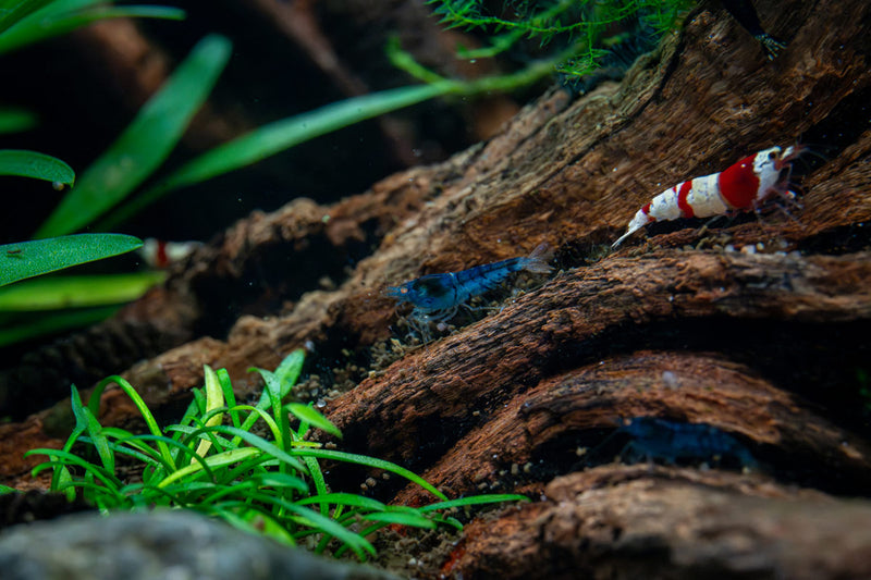 Orange Eye Blue Tiger shrimp from JA featuring vibrant orange eyes and striking blue tiger-striped pattern.