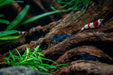 Orange Eye Blue Tiger shrimp from JA featuring vibrant orange eyes and striking blue tiger-striped pattern.
