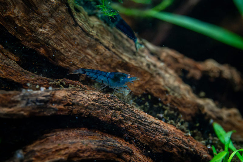 Orange Eye Blue Tiger shrimp from JA showing vibrant orange eyes and blue-striped body, aquatic invertebrate for reef aquariums.