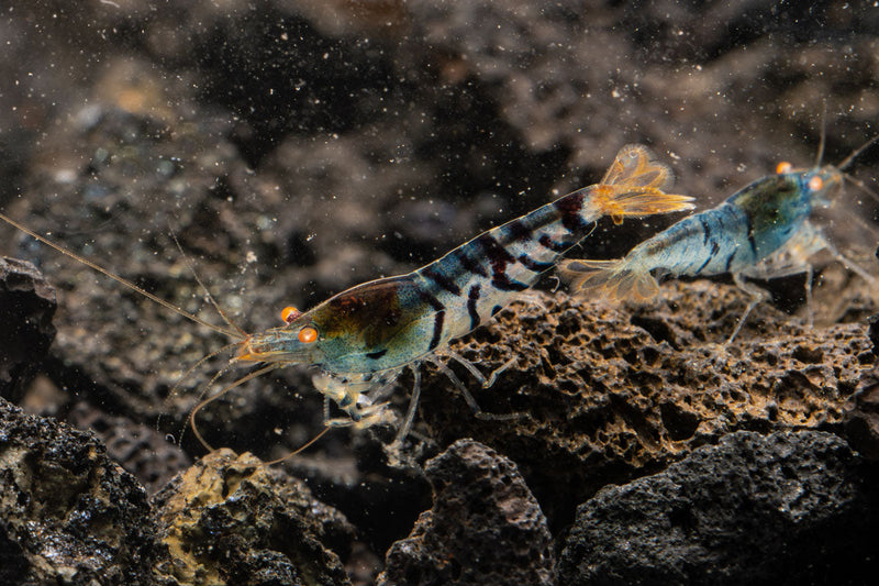 Orange Eye Blue Tiger shrimp from JA showing vibrant orange and blue coloration with detailed body patterns.