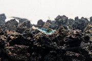 Orange Eye Blue Tiger shrimp from JA with vibrant orange eyes and striking blue tiger striping, underwater aquatic invertebrate.
