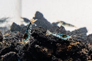 Orange Eye Blue Tiger shrimp from JA with vibrant orange and blue coloration, showcasing detailed pattern and healthy appearance.