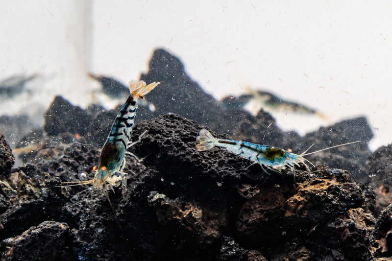 Orange Eye Blue Tiger shrimp from JA with vibrant orange and blue coloration, showcasing detailed pattern and healthy appearance.