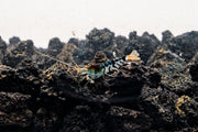 Orange Eye Blue Tiger shrimp from JA with vibrant orange and blue coloration, showcasing detailed patterns on its body.