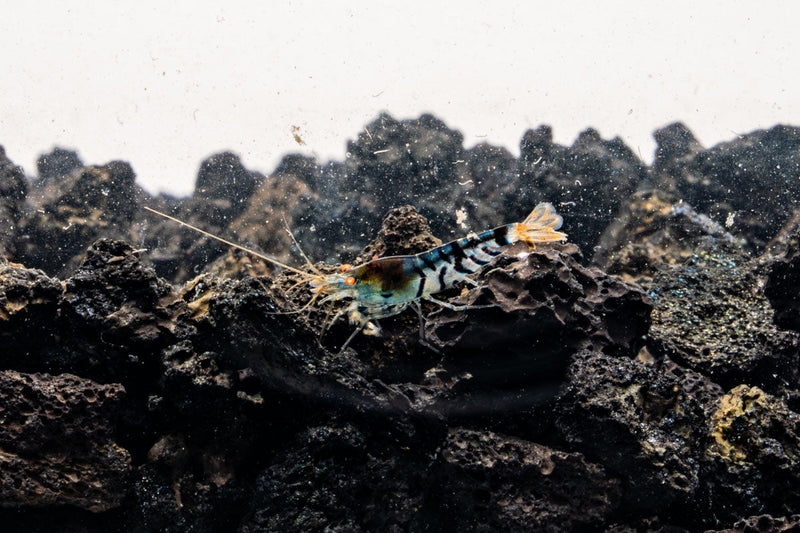 Orange Eye Blue Tiger shrimp from JA with vibrant orange and blue coloration, showcasing detailed patterns on its body.