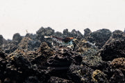 Orange Eye Blue Tiger shrimp from JA, showcasing vibrant orange eyes and striking blue tiger pattern on its body.