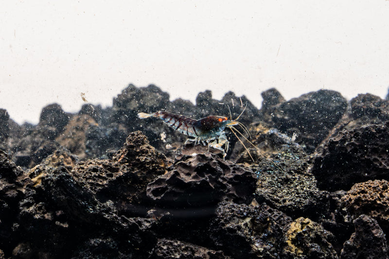 Orange Eye Blue Tiger shrimp from JA, showcasing vibrant orange eyes and striking blue tiger pattern on its body.