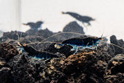 Orange Eye Royal Blue Tiger Shrimp from JA, showing vibrant orange eyes and striking blue and black tiger stripes.
