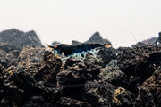 Orange Eye Royal Blue Tiger Shrimp from JA, showcasing vibrant orange eyes and striking blue and black striped shell.
