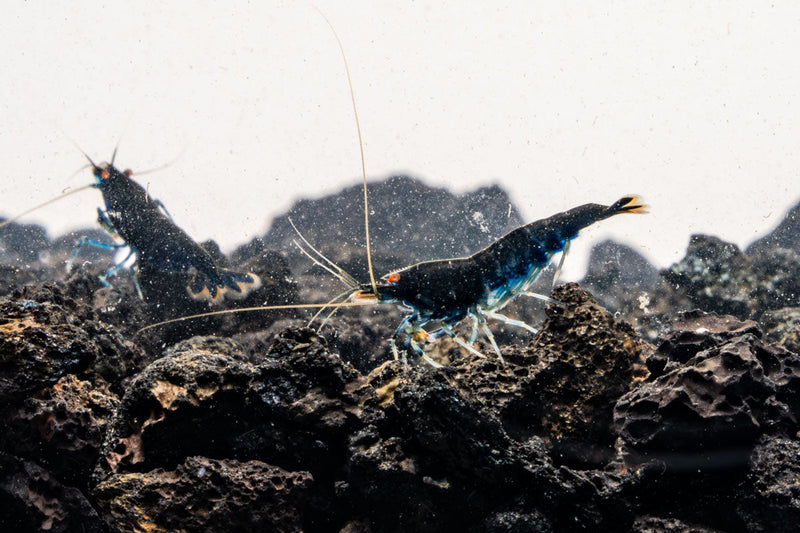 Orange Eye Royal Blue Tiger Shrimp from JA, showcasing vibrant blue body with striking orange eyes and bold tiger striping.
